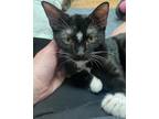 Adopt Elijah "EJ a Domestic Short Hair