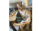 Adopt Mortar the Merrier a Domestic Short Hair