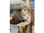 Adopt Trowel a Domestic Short Hair