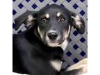 Adopt Orlando a Labrador Retriever