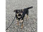 Adopt Niko a Shepherd, Mixed Breed