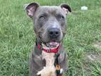 Adopt ROYAL a Weimaraner