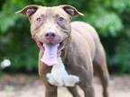 Adopt BENSON a American Staffordshire Terrier