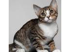 Adopt Larry River esl a Domestic Short Hair, Manx