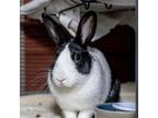 Adopt Paisley a Bunny Rabbit
