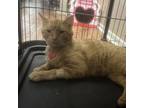 Adopt T-Boy a Domestic Short Hair