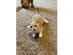Adopt Stefan a Domestic Short Hair