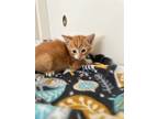 Adopt Milo a Domestic Short Hair