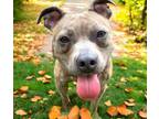Adopt Jemma a Staffordshire Bull Terrier
