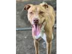 Adopt AMELIA (Millie) a Labrador Retriever
