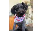 Adopt Dori a Schnauzer, Poodle