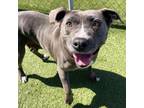 Adopt Cece a American Staffordshire Terrier