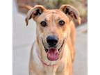 Adopt Tiana a Great Dane, Mixed Breed