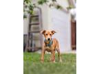 Adopt Venus a Doberman Pinscher, Siberian Husky