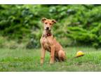 Adopt Vida a Doberman Pinscher, Siberian Husky