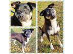 Adopt Boscoe a Black - with Tan, Yellow or Fawn Australian Cattle Dog / Husky /