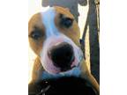 Adopt Beau a Tan/Yellow/Fawn - with White Boxer / Mixed Breed (Medium) dog in