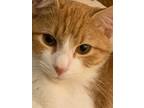 Adopt Lillian a Orange or Red (Mostly) Domestic Shorthair (short coat) cat in