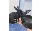 Adopt Jelly & Bean a Black Havana / Mixed (short coat) rabbit in Whitehall