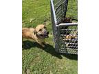 Adopt Daisey Maisey a Anatolian Shepherd