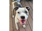Adopt Prada a Pit Bull Terrier