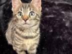 Toyger Kitten