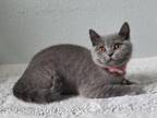 Blue Female British Shorthair
