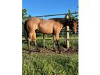 AQHA Buckskin Roan Yearling Filly