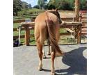 Quarter horse Driving, Western and English! Ranch, Trail Horse, Family Safe!
