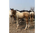 2023 Buckskin Run/Cow cross Filly