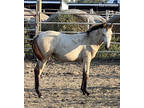 2023 AQHA Buckskin Filly - Shortys Quejana Lady