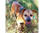 Adopt FranFran Frankie a Yellow Labrador Retriever