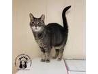 Adopt Miss Kitty a Domestic Short Hair