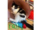 Adopt Cally a Domestic Medium Hair