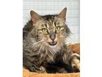 Adopt Charlie a Domestic Long Hair