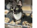 Adopt Charlotte a Domestic Short Hair