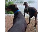 Adopt Blythe Danner a Doberman Pinscher