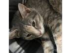 Adopt Daisy a American Shorthair