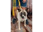Adopt Jenois a Labrador Retriever, Shepherd