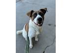 Adopt Georgia a Mixed Breed