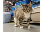 Adopt Toasty a Domestic Short Hair