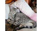 Adopt Daisy a Tabby