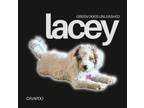 Adopt Lacey a Cavalier King Charles Spaniel, Poodle
