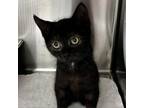 Adopt Apple Butter a Domestic Short Hair