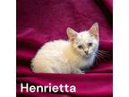 Adopt Henrietta a Siamese