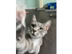 Adopt Momma Penne a Tabby