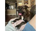 Adopt Kiki a Plott Hound