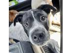 Adopt Binx a Pointer, Hound