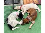 Adopt Casper a Pointer, Hound