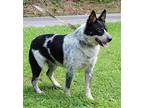 Maurice 39745 Australian Cattle Dog Young Male
